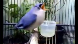 Anakan Burung Rambatan Mas Rizal