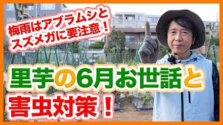 家庭菜園や農園の里芋栽培はアブラムシとスズメガに要注意！6月の害虫対策と里芋の育て方！【農家直伝】Tips for pest control in June for taro cultivation.