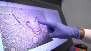 Tour Seattle Childrens Research Institute