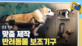 [핫클립] 몸이 불편한 강아지들을 위한 맞춤 휠체어 / YTN 사이언스