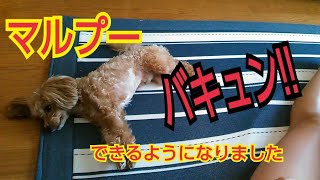 【マルプー】マルプー(マルチーズとトイプードルのハーフ犬)の芸　バキュン！