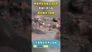 （3/3）鳄鱼竟被活活踩死，吃掉小河马后，被河马群殴的鳄鱼 #科普 #自然 #动物 #冷知识