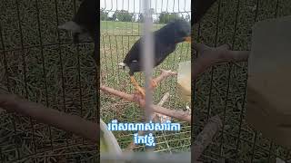 #shortvideo #birds #subscribe #yutubeshorts សារិកាកែវក្របី