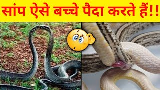 बहुत कम ही लोगों को पता है कि सांप संबंध कैसे बनाता है | Amazing Facts About Snakes | Snakes Animals