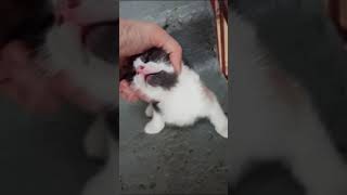 🆘В подъезде живёт красивая пушистая семья. Заберите, кто может🐱🙏🆘г. Буйнакск.+7958 233-78-68 Кумсият