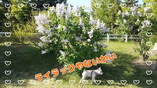 ミニチュアシュナウザー　モク物語🐶 　　第１０４話　花よりさんぽ🐶