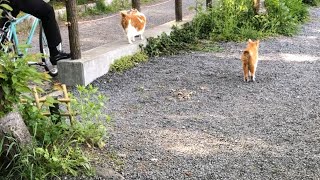 【京都】哲学の道の猫達 Cats at Tetsugaku no michi (Philosopher's Walk), Kyoto