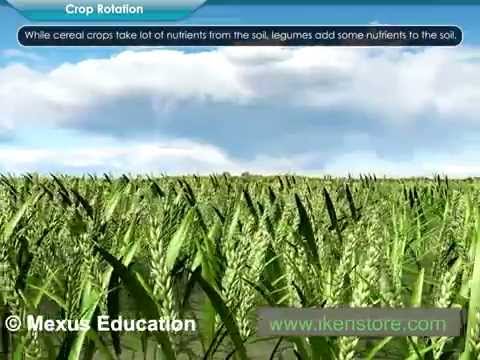 Easy Ways To Increase Food Production | Iken Edu Easy Ways To Increase Food Production | Iken Edu