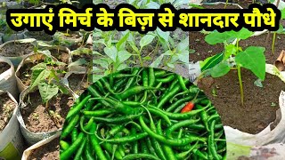 मिर्च और पपीते के बीज़ से पौधा उगाकर लाखों कमाएं | Papaya Farming #chilli