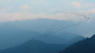 嘉義梅山 太興村 萬鷺朝鳳 Amazing migration of Cattle Egret in Taiwan 2021/08/29 2021黃頭鷺秋季遷徙第二彈 4K