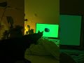 Cat caught kneading on bed pauses to watch TV in Bordeaux