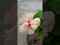 hibiscus 🌺 blooming