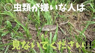 天売島のマムシ　素晴らしい景色に見とれていると要注意!!