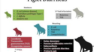 NAVLE/ECFVG Review: Piglet Diarrheas