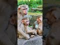 12 29 24 abandonedmonkey monkey babymonkey poormonkey funnymonkey