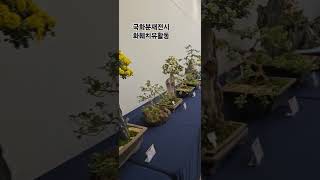 치유농업 화훼치유활동 국화분재전시 제13회 충남화훼치유연구회 분재국화전시 금산 다락원에서 11월1~11일까지