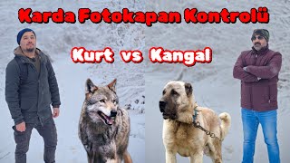 Kurt ve Kangal Karlı Dağda Karşı Karşıya  - Yoğun Karda Fotokapan Kontrolü - Kangal Kurt