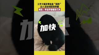 三岁小猫无师自通“踩奶”，主人：还必须踩我的腿，网友：手法不错借我几天 #萌宠 #宠哈哈 #猫咪