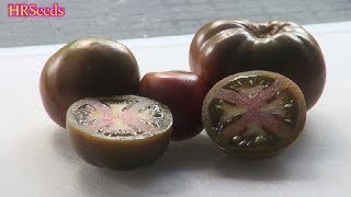 ⟹ Brown Tomato | Solanum lycopersicum | Tomato Review 2019