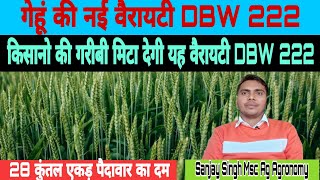 गेहूं की नई वैरायटी DBW 222 II गेहूं की बेस्ट वैरायटी II गेहूं की अगेती और पछेती बुवाई का समयII gehu