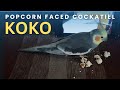 Koko the cockatiel fam:Popcorn faced cockatiel 😊❤️