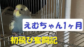 必見　インコの孵化1ヶ月　子育て最後の仕上げ