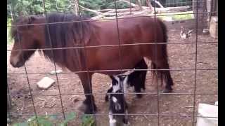 Baby Goat Nursing Miniature Horse.3gp