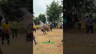 ஆதிரன் காளை ஆட்டம் #jallikattu #trending #explore #pi #new #nature #official