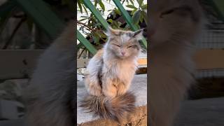 Cute Fluffy Cat: The Most Adorable Moments You’ll Love to Watch!