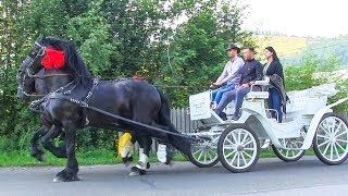 Trasura cu cai frizieni pentru nunta - Domeniul Cailor Bucovina 2019