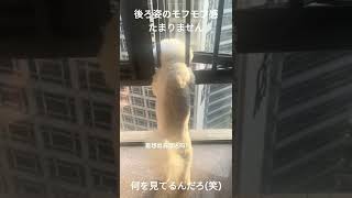 【ビションフリーゼ】散歩行きたいときの要求