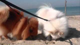 pomeranian Leon\u0026Rocky February 2011.wmv