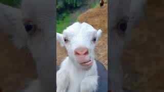 cute goat baby 😂 #goat #pets #shorts #youtubeshorts #viralshort