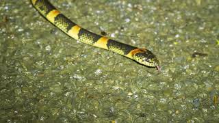 ペロペロするアカマタ　Ryukyu odd-tooth snake　奄美大島