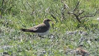 Vorkstaartplevier, Cyprus dwergooruil/ Collared Pratincole Cyprus Scops, #C9