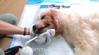 老犬介護　老犬の寝たきりのワンちゃんへの水の飲ませ方