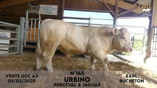 Taureau N°165 URBINO - EARL BUCHETON - PERCEVAL X JAGUAR