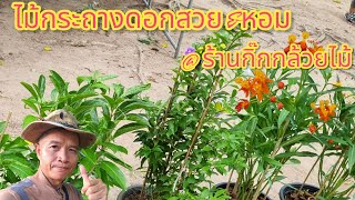 พุดสามสี ตะวันยอแสง บุหงาส่าหรี มะยมเงินมะยมทอง ไม้กระถาง ใบงาม ดอกสวย\u0026หอม@ ร้านกิ๊กกล้วยไม้