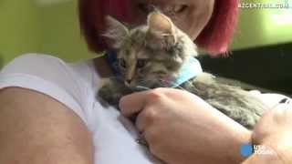 Uber delivers kittens 'on demand' on National Cat Day