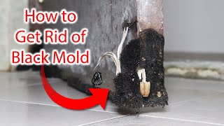 How to Get Rid of Black Mold