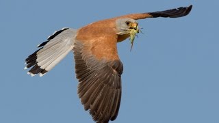 Ζωή για το Κιρκινέζι / Life for the Lesser Kestrel