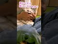 爪切りが気持ちよくて居眠りしたけどやっぱり最後はブチ切れる猫 shorts 【猫アテレコ】