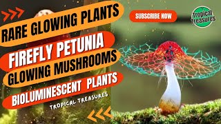 Rare Glowing Plants | Firefly Petunia \u0026 Glowing Mushrooms | Bioluminescent Plants | Rare Plants