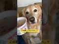 アイスが美味しすぎて震えちゃうゴールデンレトリバー shorts ゴールデンレトリバー goldenretriever 大型犬 かわいい