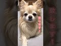 【ぷん助】本日のご報告をするチワワ shorts chihuahua 本日のご報告を致します チワワ 可愛い