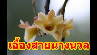 กล้วยไม้เอื้องสายนางนวล,Dendrobium Crocatum .กล้วยไม้ป่าที่สวยงาม,หรือ เอื้องทะเลบัน,Thailand orchid