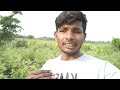 ulala insecticide full details iin telugu ఉలల మందు పూర్తి వివరాలుచూద్దాం cottonfarming