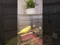 オカメインコ（レモン）の名前を呼ぶセキセイ（女子）、オカメ（男子）は粟穂に夢中🐦。女心を分からない男子、人と同じですね😅 オカメインコ cockatiel セキセイインコ