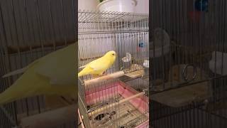 オカメインコ（レモン）の名前を呼ぶセキセイ（女子）、オカメ（男子）は粟穂に夢中🐦。女心を分からない男子、人と同じですね😅#オカメインコ#cockatiel #セキセイインコ