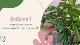 Şeflera Bitkisi Bakımı Ve Çoğaltması Hepsi Bu Video Da 😱